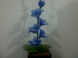 orquidea azul