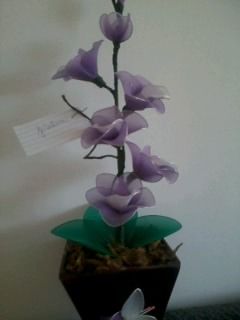 orquidea lilas